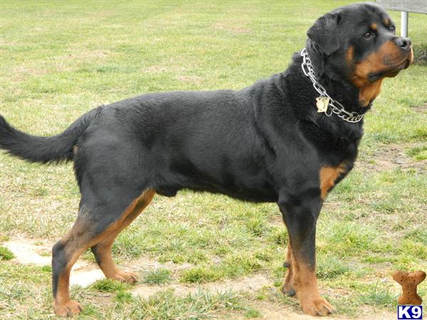 Dogs - Rottweiler