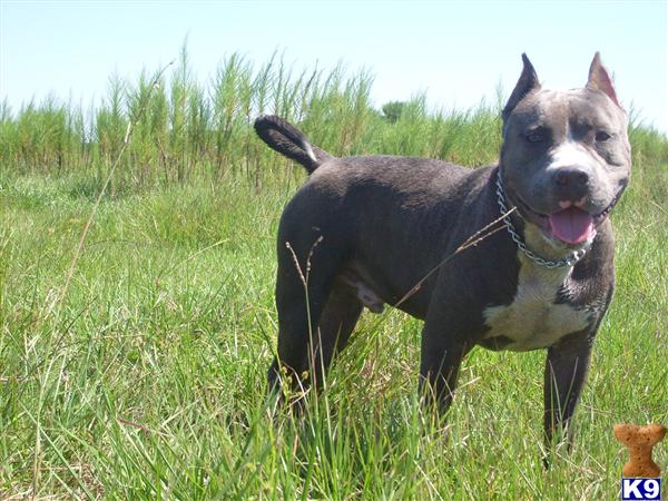 Dogs - American Pit Bull