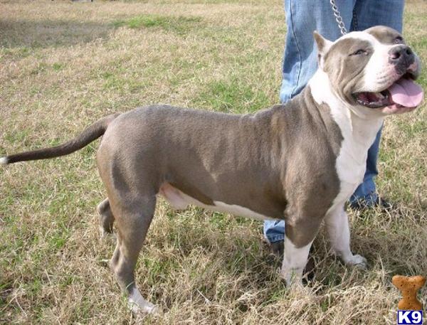 Stud Dogs in FL
