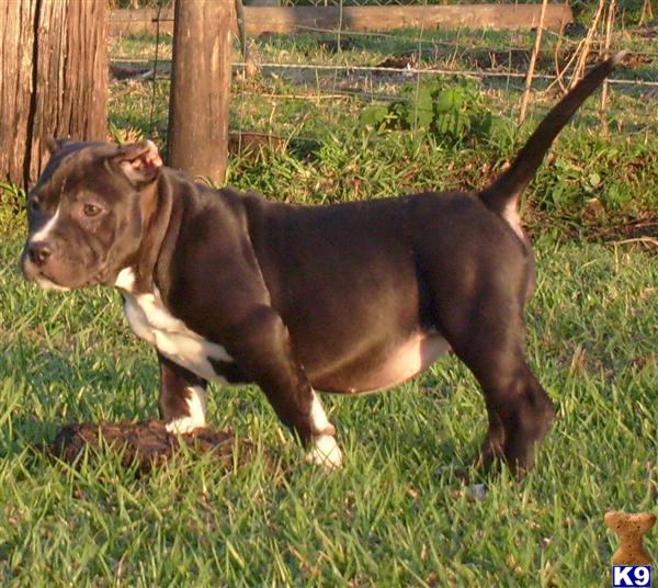American Pit Bull Puppies in FL