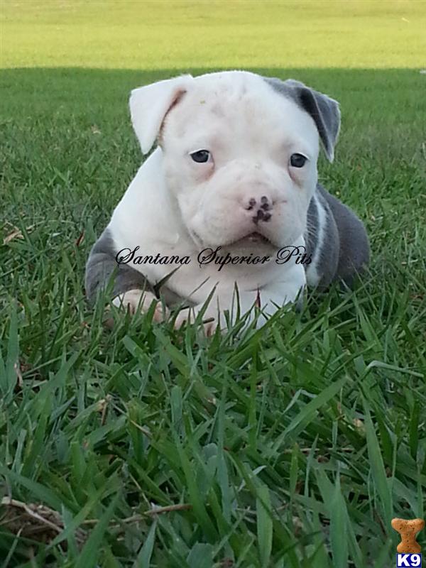 American Pit Bull Puppies in FL