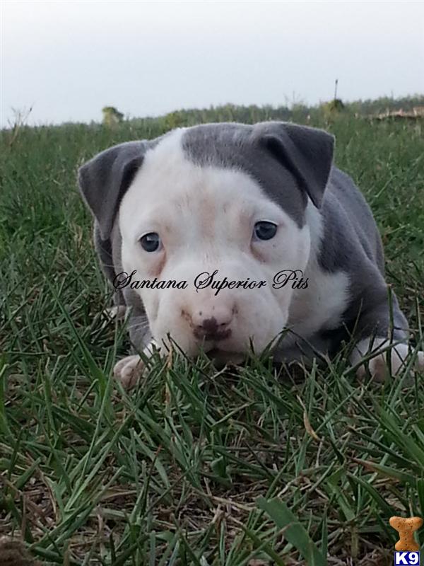 American Pit Bull Puppies in FL