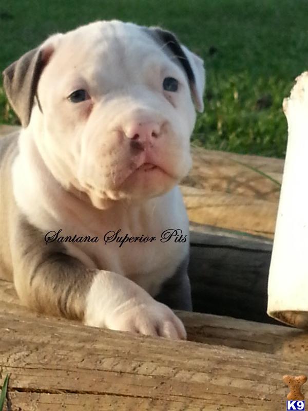 American Pit Bull Puppies in FL