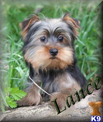 Dogs for Sale in IL