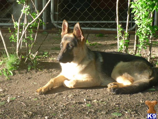 Stud Dogs in IL