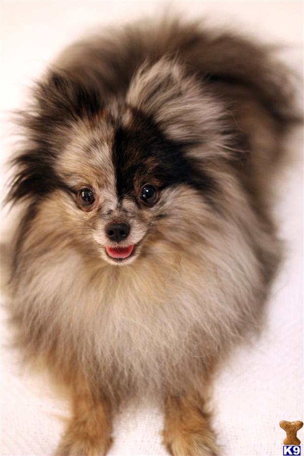 Stud Dogs - Pomeranian