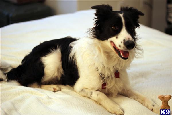 Stud Dogs - Border Collie