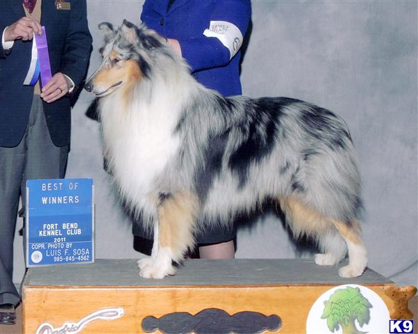 Stud Dogs - Collie