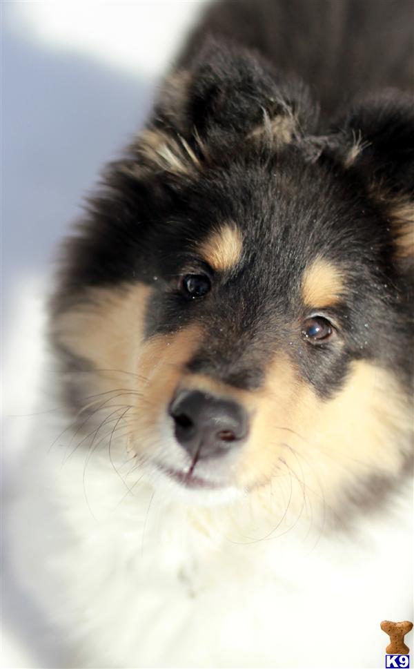 Stud Dogs - Collie