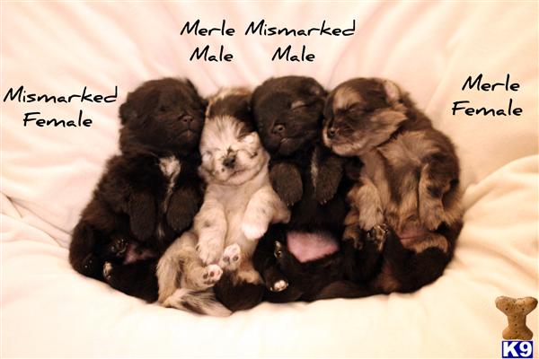 Pomeranian Puppies