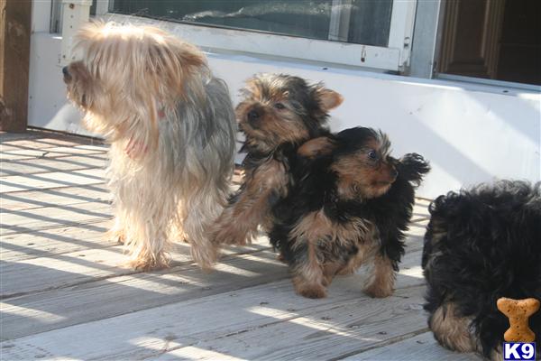 Puppies in MA