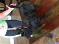 Scottish Terrier