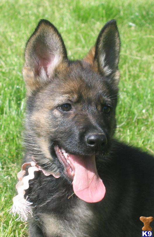 Puppies in Spokane
