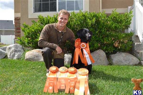 Stud Dogs - Labrador Retriever