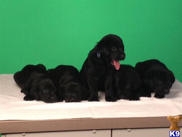 Puppies in UT