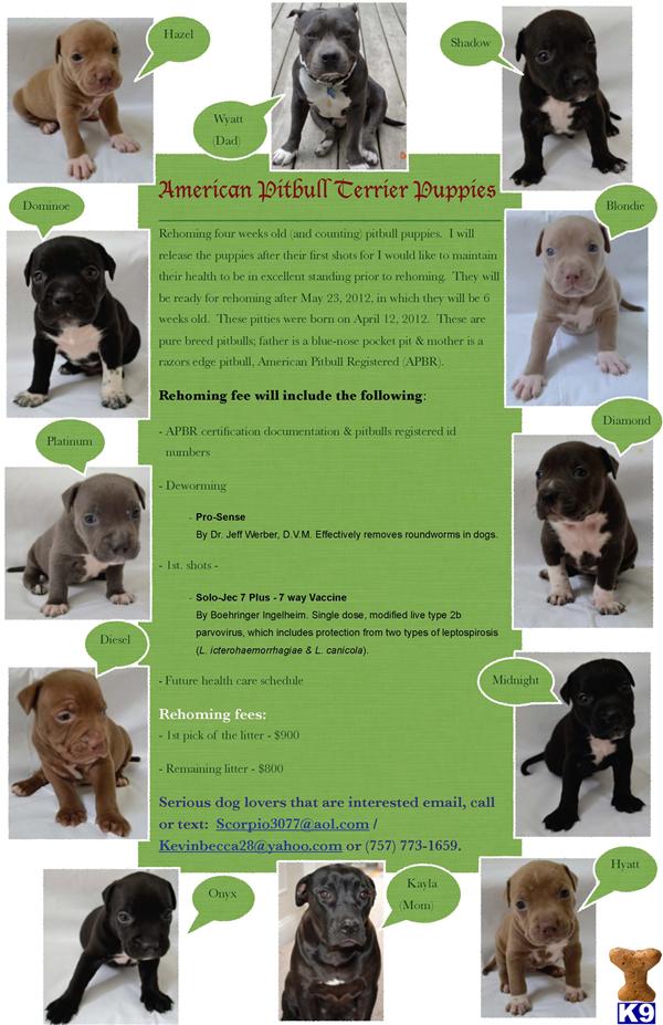 American Pit Bull Puppies in VA