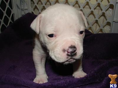 American Bulldog Puppies for Sale