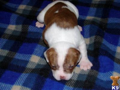 American Bulldog Puppies for Sale