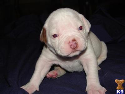 American Bulldog Puppies for Sale