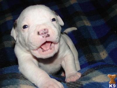 American Bulldog Puppies for Sale