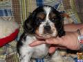 American Cocker Spaniel