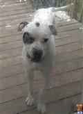 American Bulldog