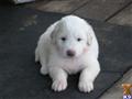 Great Pyrenees