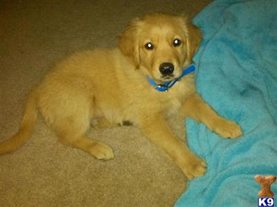 Puppies in Murrieta