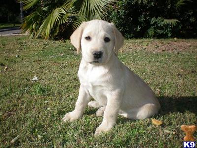 Puppies in CA