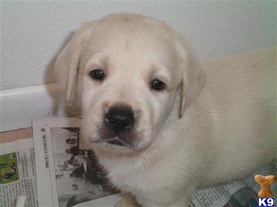 Puppies in CA