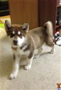 Alaskan Malamute