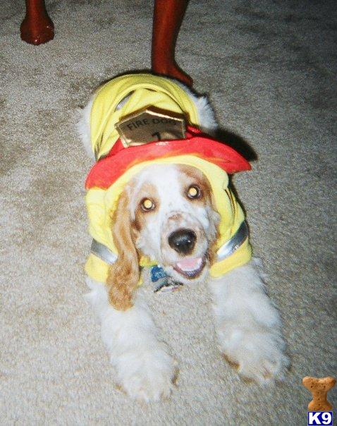 Dogs - Cocker Spaniel