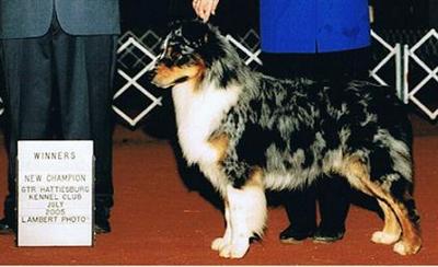 Stud Dogs - Australian Shepherd