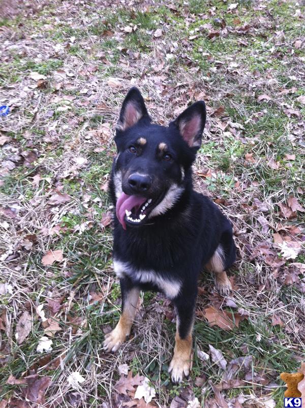 Stud Dogs - German Shepherd