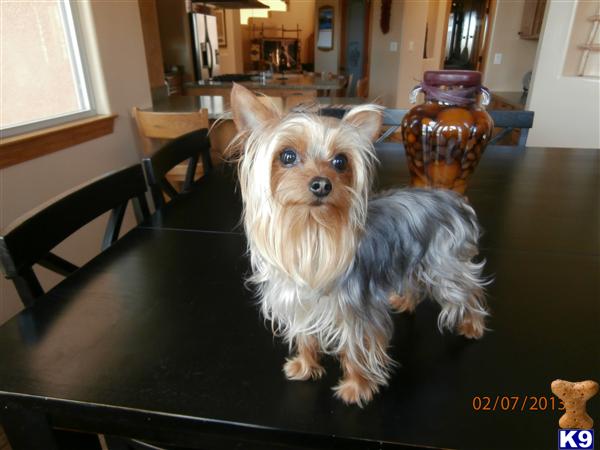 Stud Dogs - Yorkshire Terrier