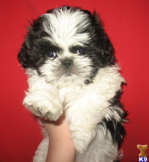 Puppies in Everett