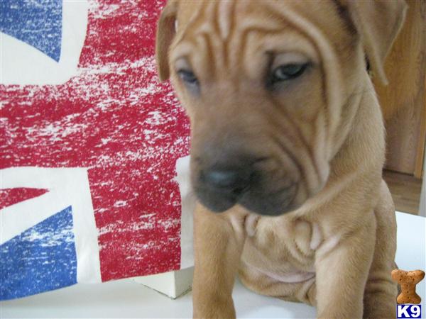 Chinese Shar-Pei Puppies
