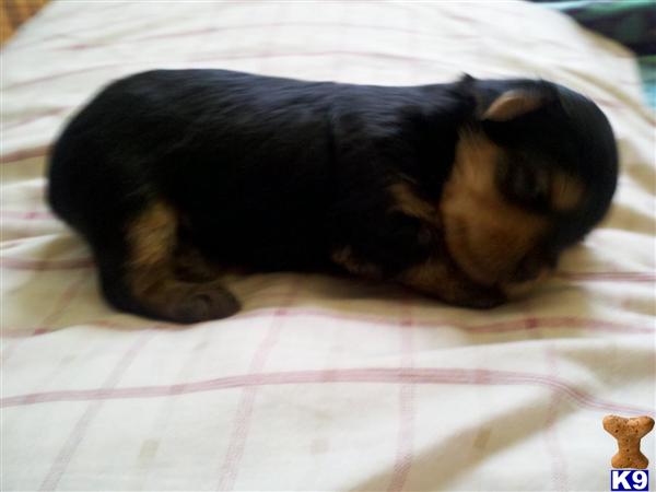 Puppies in MD