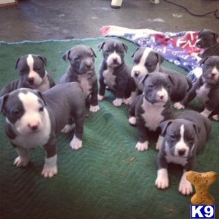 Puppies in VA