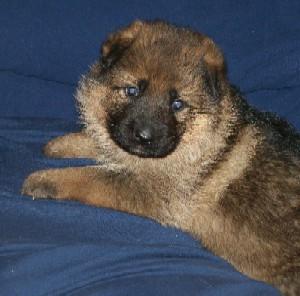 Puppies in IN