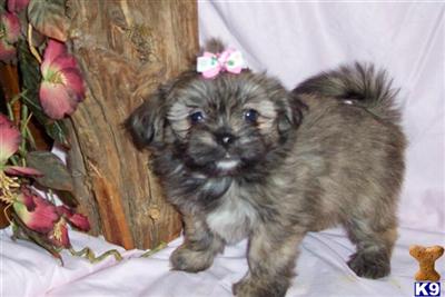 Puppies in Holden