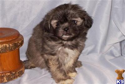 Puppies in Holden