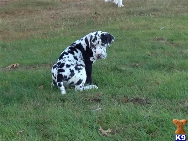 great dane puppies for sale in ma great dane puppies for sale in massachusetts great dane puppies for sale in ma great dane puppies for sale in massachusetts