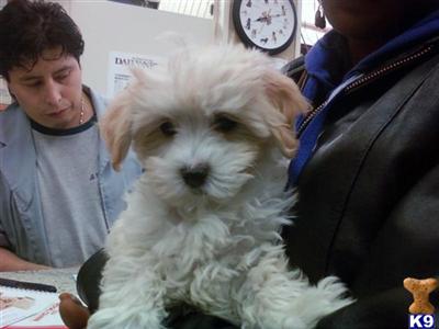 Puppies in Brooklyn