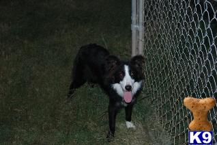 Dogs - Border Collie