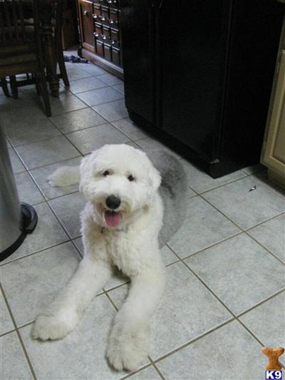 Stud Dogs - Old English Sheepdog