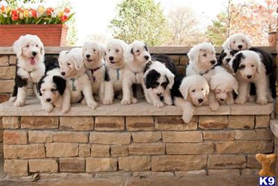 Old English Sheepdog Puppies