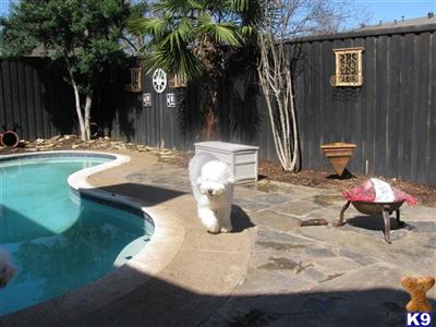 Stud Dogs - Old English Sheepdog