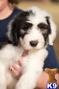 Old English Sheepdog Puppies