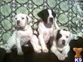 American Bandogge Mastiff